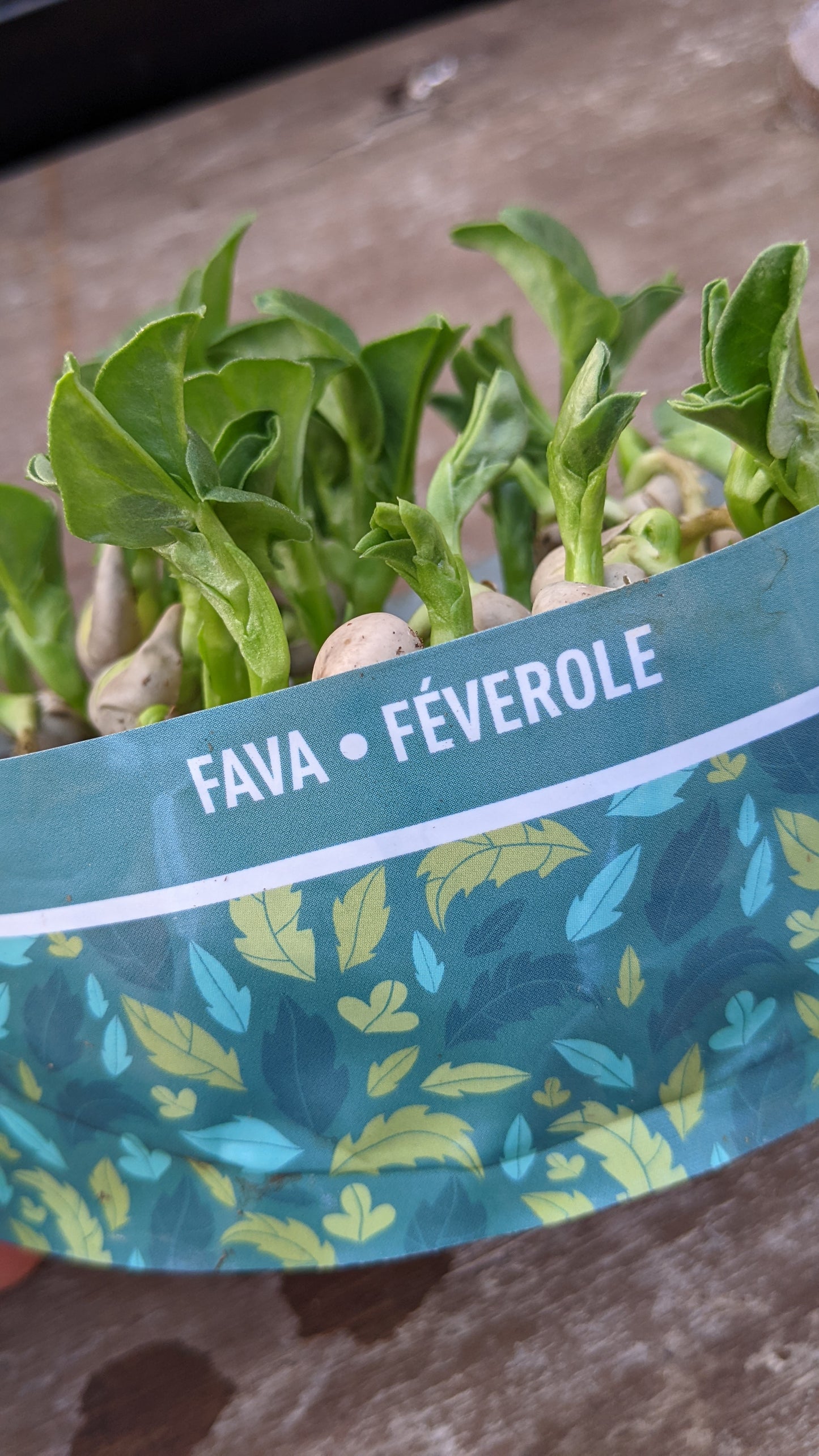 Bramble Hill Farm micro gardens for microgreens fava fully grown