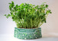 Micro Garden Microgreens Kit Bundle - Pea Shoots, Cat Grass & Fava